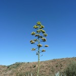 Henequén en flor