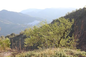 Campo7